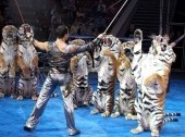 Circus Magic (classical circus performance)