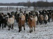 The Yakutian horse breeding farm
