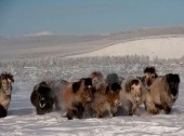 The farm of Yakutian horses