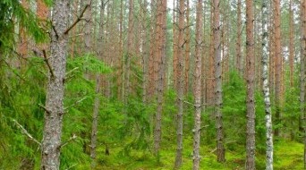 Nuuksio national park – southern trail to the park