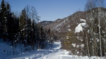 Cross-country Skiing in a Siberian Forest