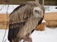 Center of rehabilitation and monitoring of birds of prey