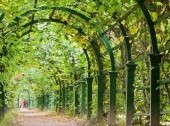 Upper Garden in Peterhof