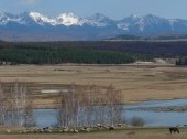 Domestic animals at Elovka valley