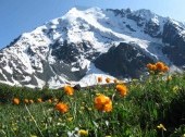 Altai - snow and flowers