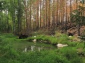 Bog pool in Nuuksio National Park