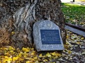 Poplar in the Square of Fallen Fighters