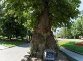 Poplar in the Square of Fallen Fighters