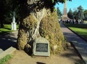Poplar in the Square of Fallen Fighters