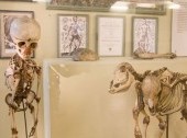 The Kunstkammer (Museum of Anthropology and Ethnography)