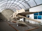 Museum of World Ocean
