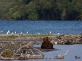 Karaginskiy Island (Karaginsky Island)