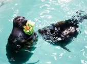 Seal Museum (Nerpa)