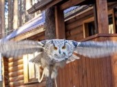 Kholzan - сenter of rehabilitation and monitoring of birds of prey