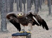 Kholzan - сenter of rehabilitation and monitoring of birds of prey