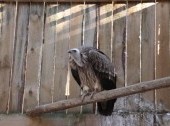 Kholzan - сenter of rehabilitation and monitoring of birds of prey
