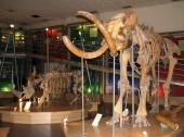 P.A. Lazarev Mammoth Museum Laboratory