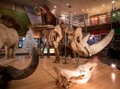 P.A. Lazarev Mammoth Museum Laboratory