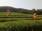 Tea Plantations (Dagomys ChaySovKhoz)