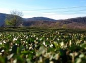 Tea Plantations (Dagomys ChaySovKhoz)