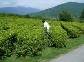 Tea Plantations (Dagomys ChaySovKhoz)