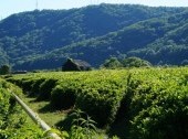 Tea Plantations (Dagomys ChaySovKhoz)