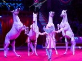 Circus Magic (classical circus performance)