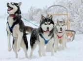 Dog Sledding and Lake Baikal excursion