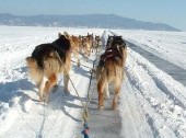 Dog Sledding and Lake Baikal excursion