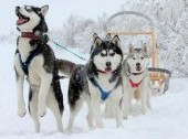 Dog Sledding and Hiking on Lake Baikal ice