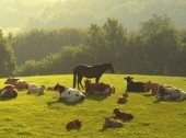 Countryside Tour