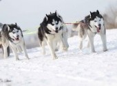 In harness with Husky