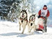 In harness with Husky