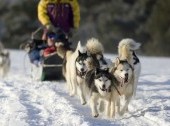 Khaski Dog sledding