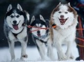 Khaski Dog sledding