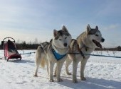 Khaski Dog sledding