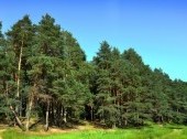 Siberian pine-forests