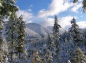 Taiga forest