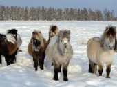 The Yakutian horse breeding farm