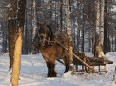 The Yakutian horse breeding farm