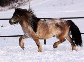 The Yakutian horse breeding farm