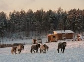 The Yakutian horse breeding farm