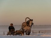 The Yakutian horse breeding farm