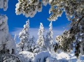 Winter forest, Oymyakon