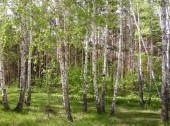 The birch woods