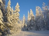 Baikal forest