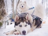 Khaski Dog sledding