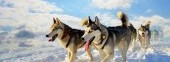 In harness with Husky