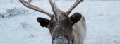 Reindeer
