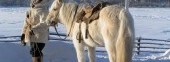The Yakutian horse breeding farm